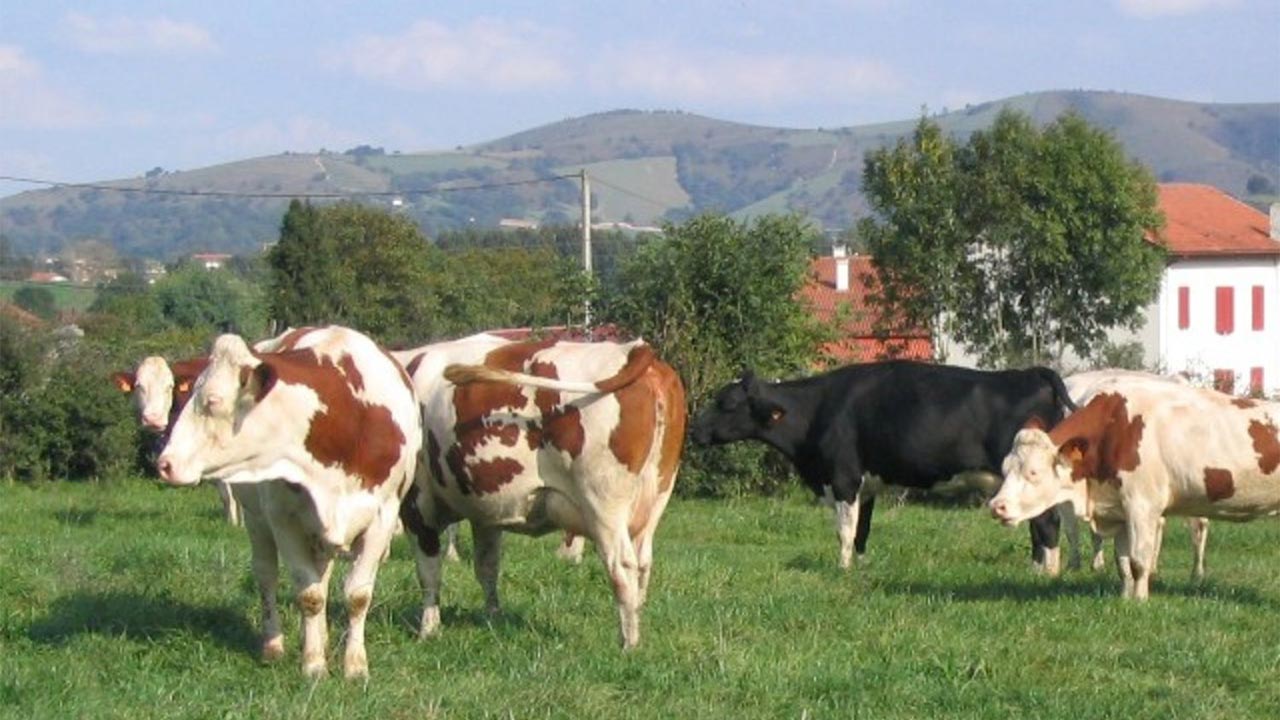 Cows in a field with hills in background